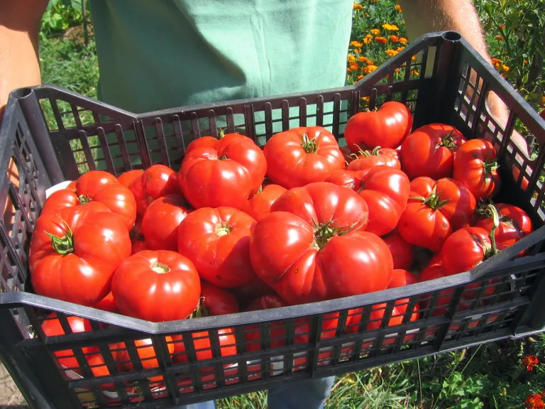 SOIURI TRADIȚIONALE DE LEGUME