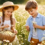 Mușețel (Matricaria chamomilla L.)